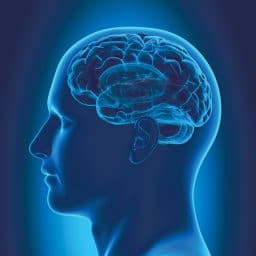 Illustration of the head and brain in profile