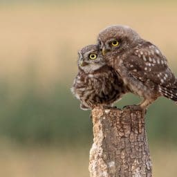Parent and baby owl sitting on a stump