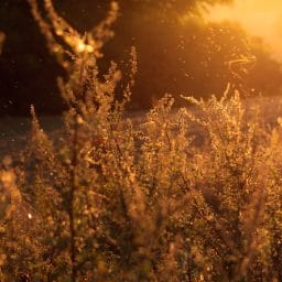 Pollen and plants outside.