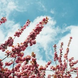 Pink tree flowers.