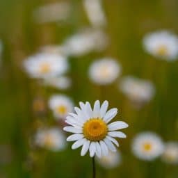A white flower outside.