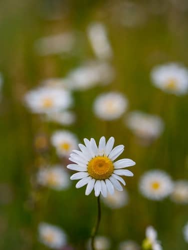 A white flower outside.
