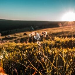 A sunset in a field during summer.