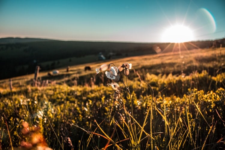 A sunset in a field during summer.