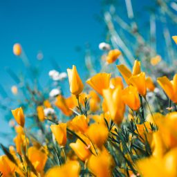 A bed of yellow tulips in daylight.