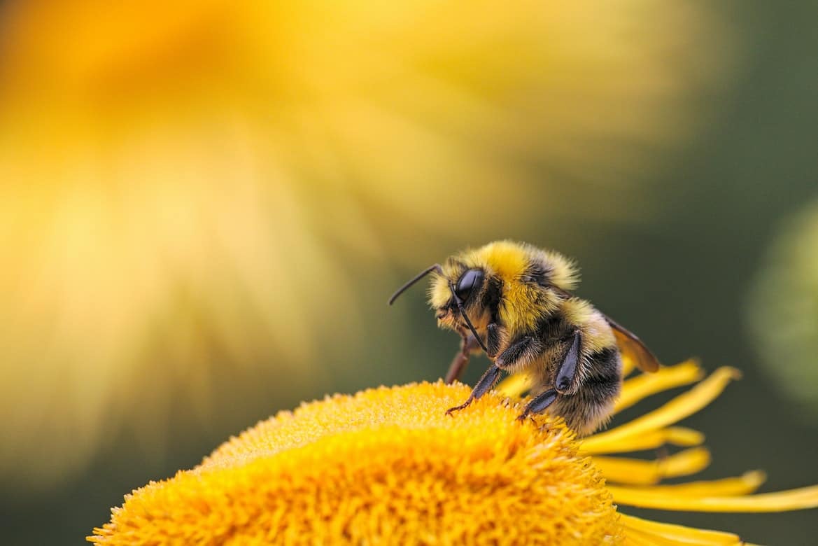 A bee on top of a yellow flower.