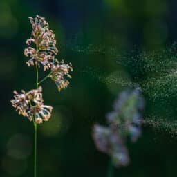 Flower with pollen