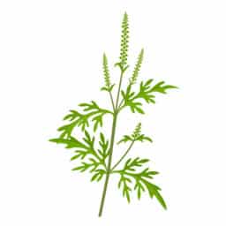 Ambrosia artemisiifolia, with common names common ragweed, annual ragweed, and low ragweed, isolated on white background.