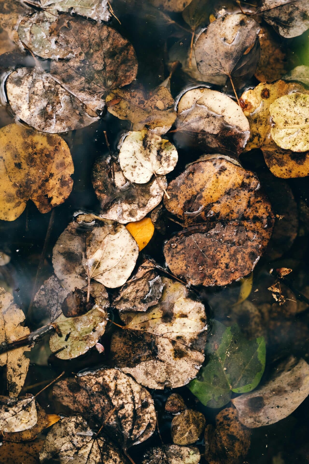 Autumn leaves rotting in a puddle. 