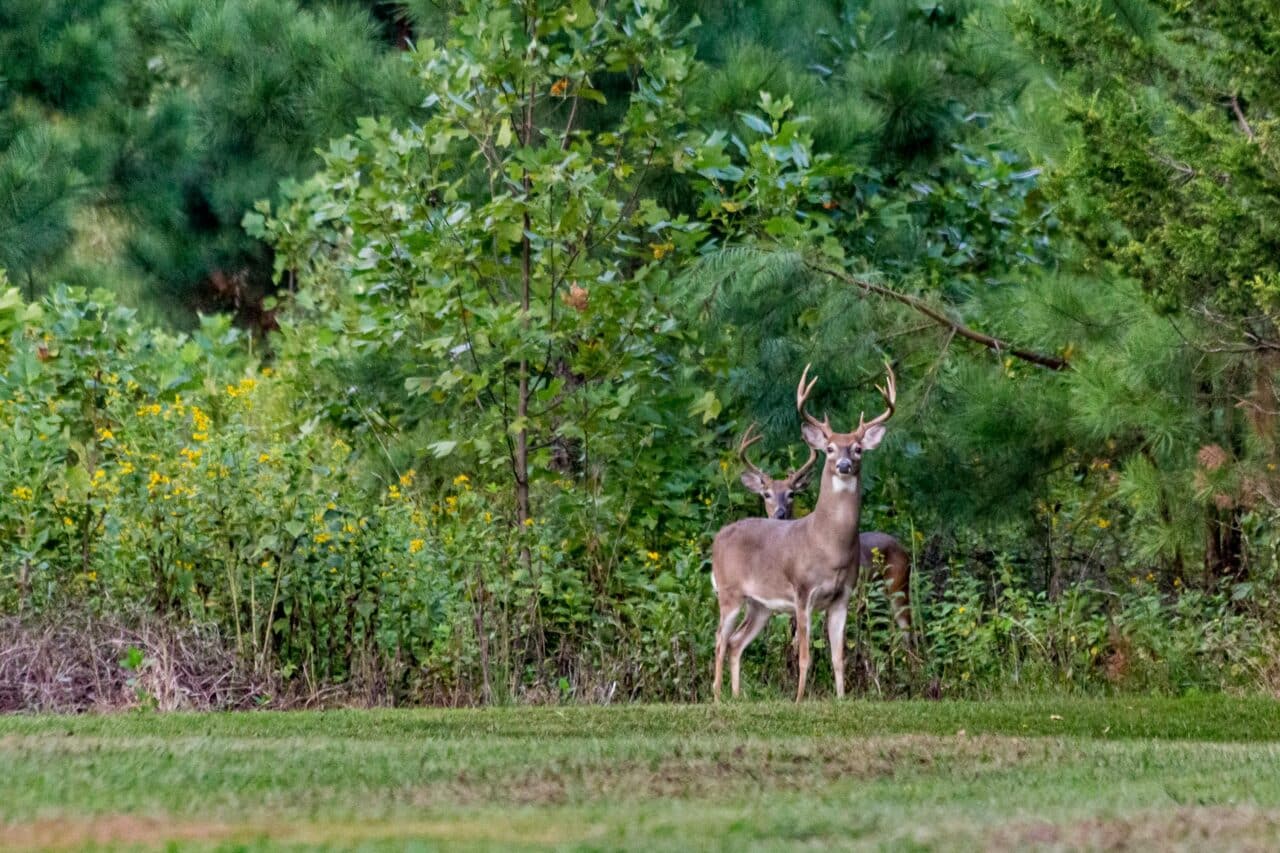 Deer in the woods during hunting season. 