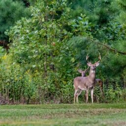 Deer in the woods during hunting season.