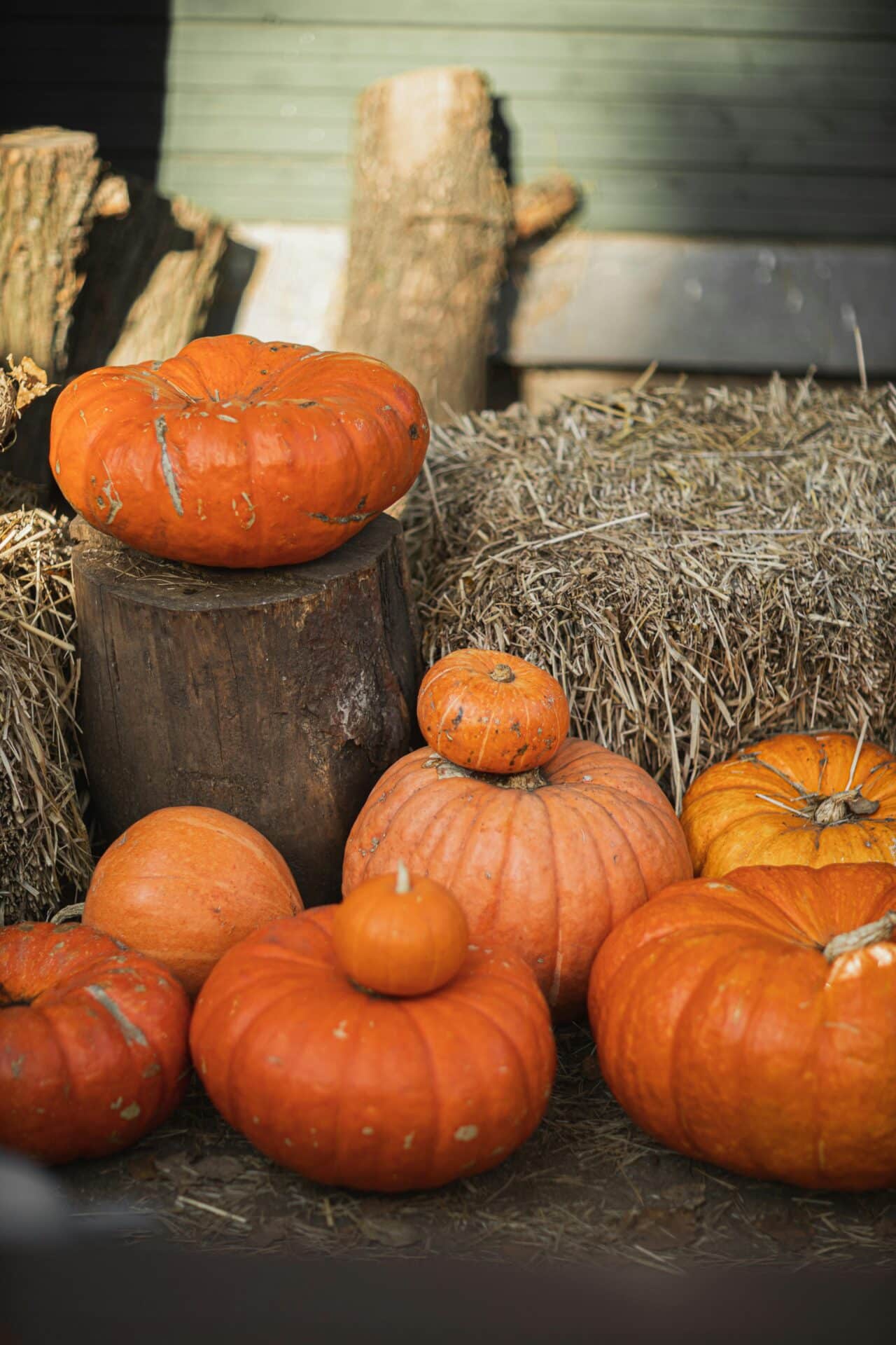 Pumpkins and hay bales at the local pumpkin patch.