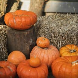 Pumpkins and hay bales at the local pumpkin patch.