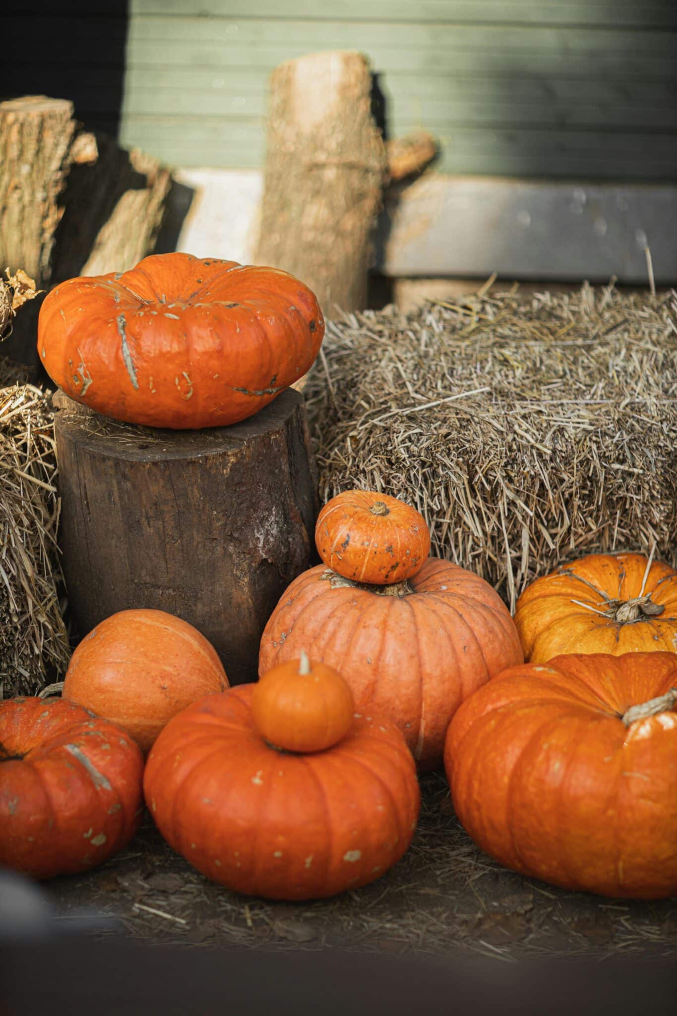 Pumpkins and hay bales at the local pumpkin patch.