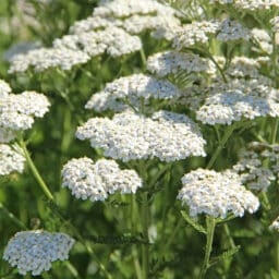 White yarrow, or Achillea millefolium, growing wild. Yarrow is native to the Pacific Northwest and a contributor to spring pollen season.