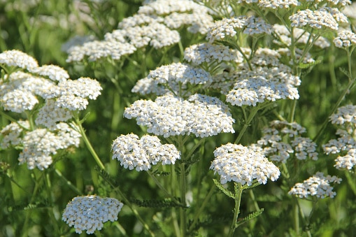 White yarrow, or Achillea millefolium, growing wild. Yarrow is native to the Pacific Northwest and a contributor to spring pollen season.