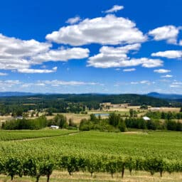 Vineyards in the Southern Willamette Valley of Oregon.