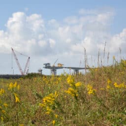 The Oregon inlet bridge reconstruction viewed over a field of ragweeds from the southern shore of the inlet